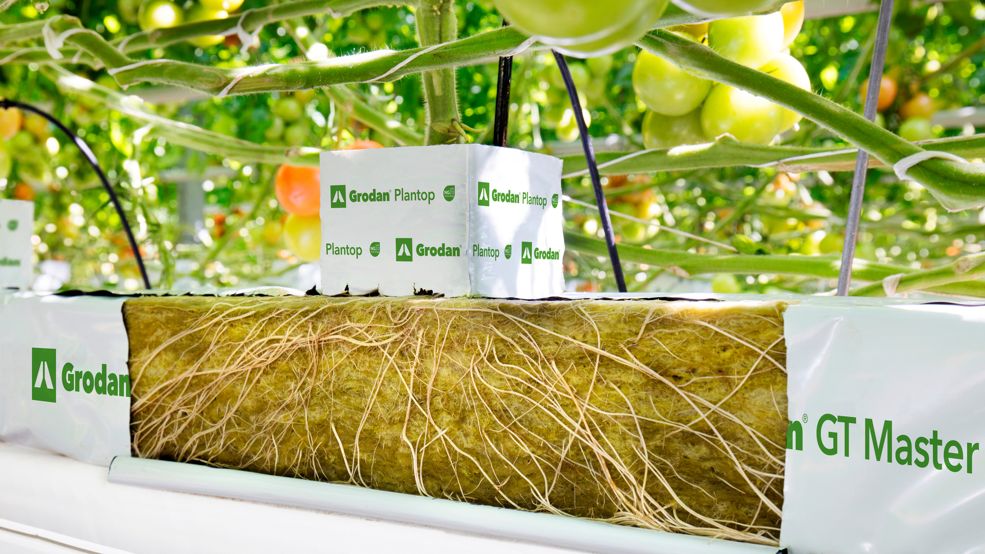 20200410 GR PHO 5152