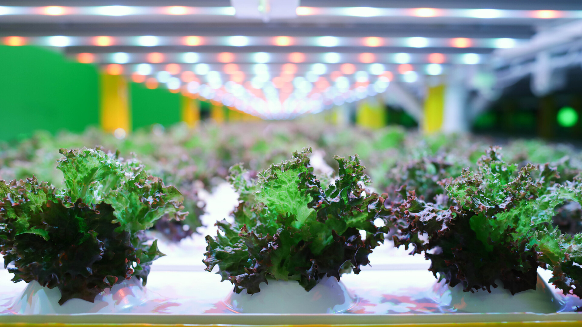 20200729 GR PHO 5269