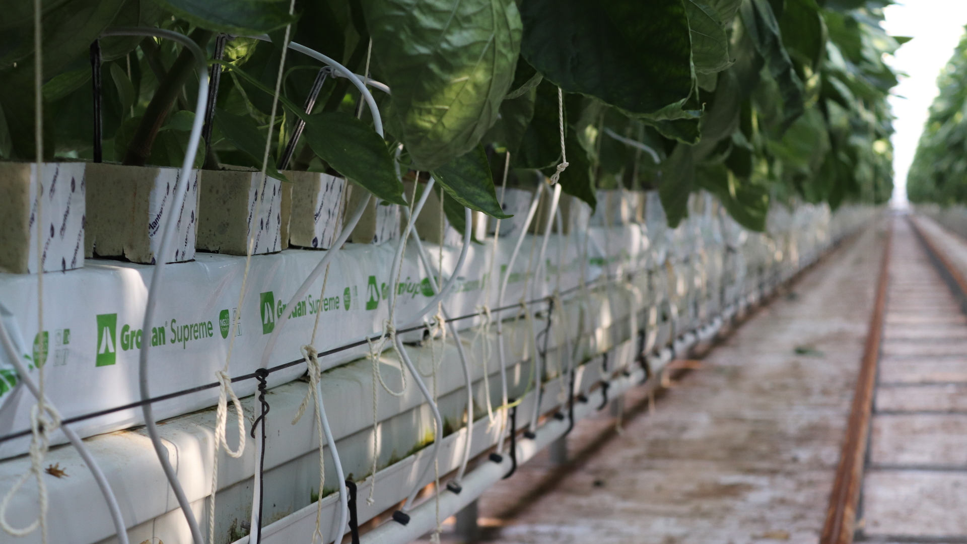  Haedamto’s strengths for further expansion lie in their experience, self-propagated crops, market knowledge, and precise cultivation, including rootzone management. 