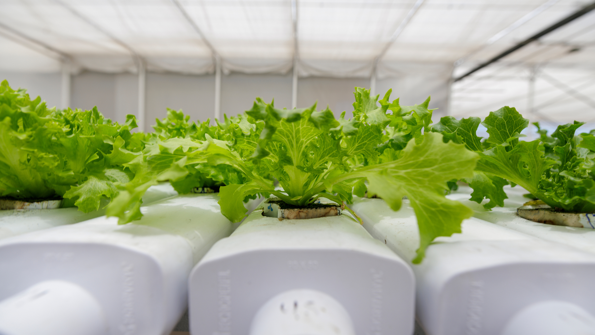 Automated process lettuce